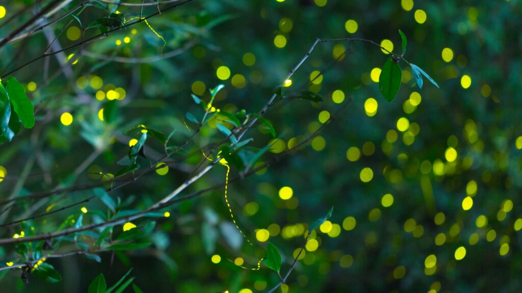 Fireflies on a mangrove tree in Thailand