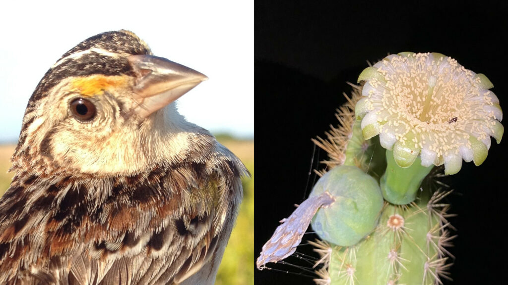 On the left, a small brown bird looks into the camera. On the right, a cactus flowers against a black background.