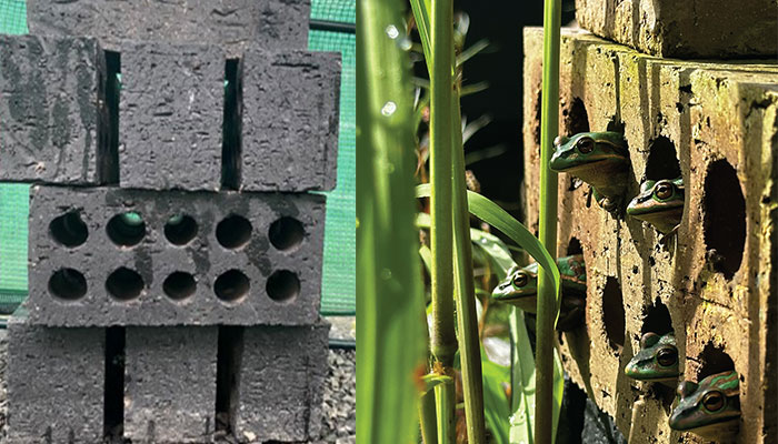 Frogs poke out of the holes in a wall of bricks