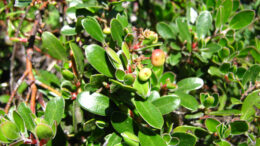 Hope Blooms: A Tale of Two Manzanitas