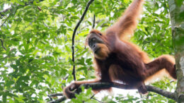 An orangutan perches on a tree with an expanse of green leaves behind him.