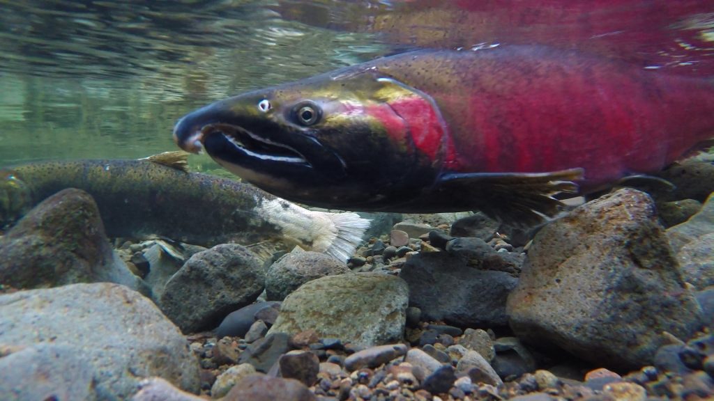 A Chinook salmon swims in shallow water above a rocky river bottom