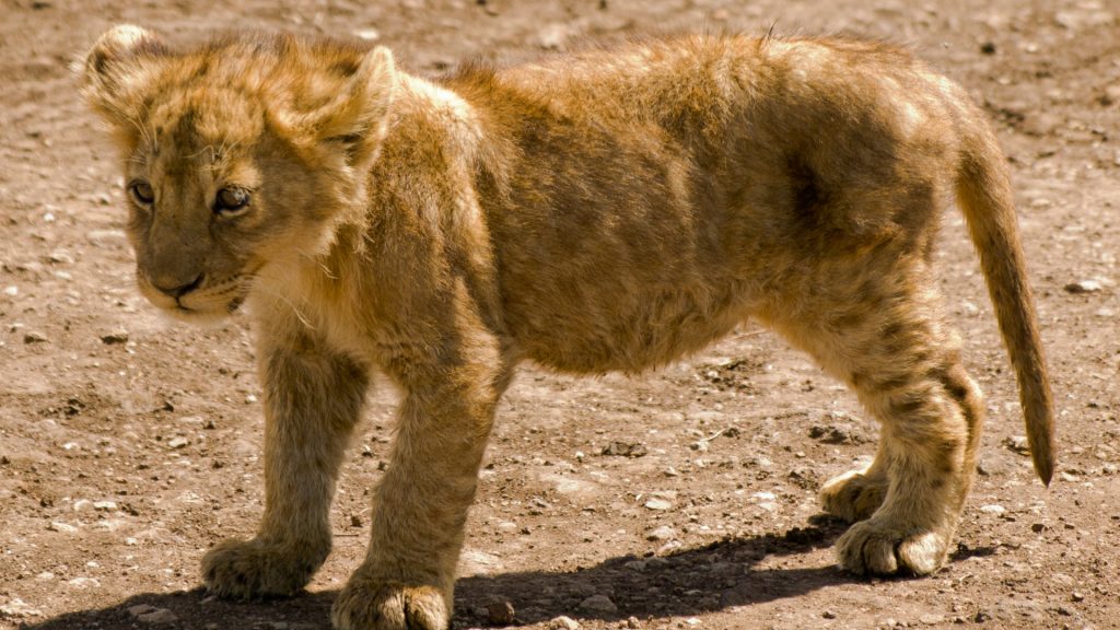 A lion cub stands on a sandy background