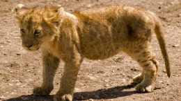 A lion cub stands on a sandy background