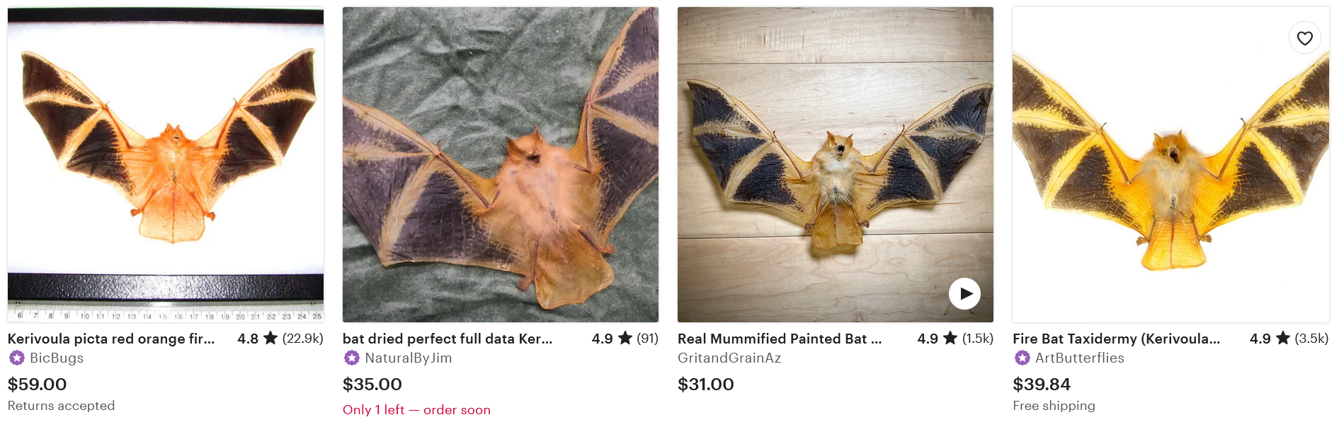 Photos of mummified or taxidermied bats for sale