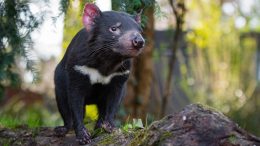 A Tasmanian devil stands on a log with out-of-focus greenery behind