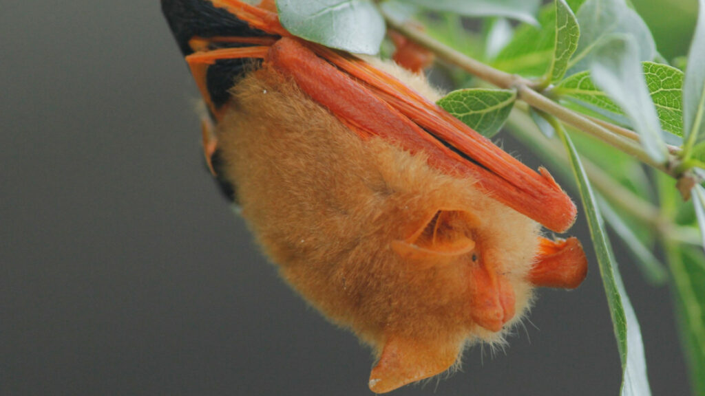 A tiny orange bat nestles under a green leaf