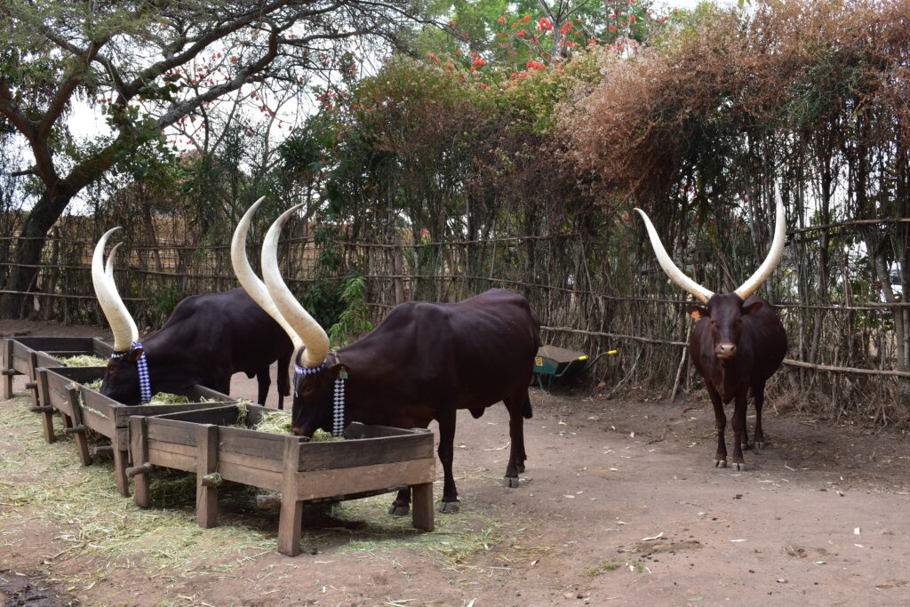 2 adorned Inyambo drink from a trough while a third, unadorned Inyambo looks directly at the camera.