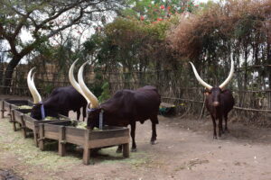 Rwanda’s Inyambo: The Cows Who Are Treated Like Royalty — But Still ...