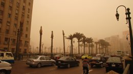 A few scraggly trees on a pollution-filled street