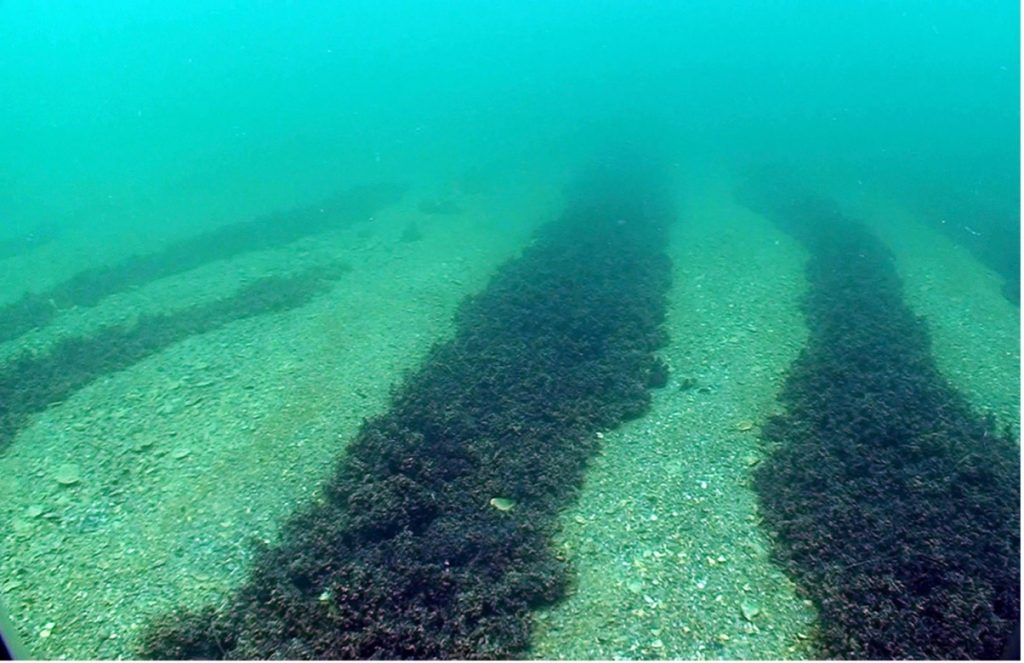 War Threatens Ukraine’s Unique Red Seaweed Fields. Here’s How ...