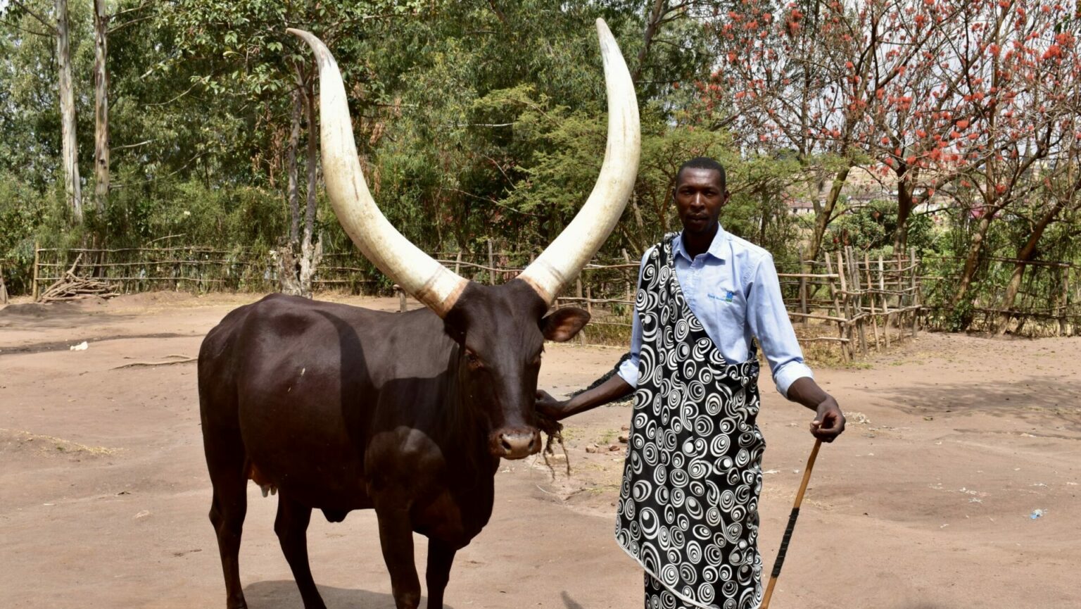 Rwanda’s Inyambo: The Cows Who Are Treated Like Royalty — But Still ...