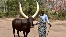 A singing shepherd stands next to an Inyambo cow at the King's Palace in Rwanda. Photo by Molly McCluskey