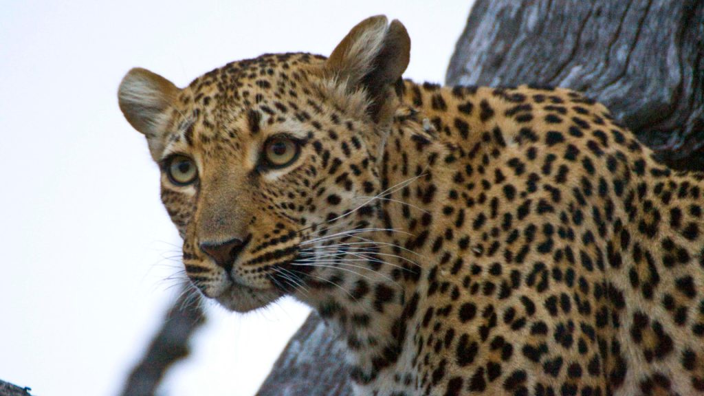 A pensive leopard