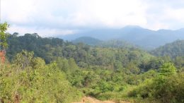 Trees in the foreground, mountains and clouds in the background