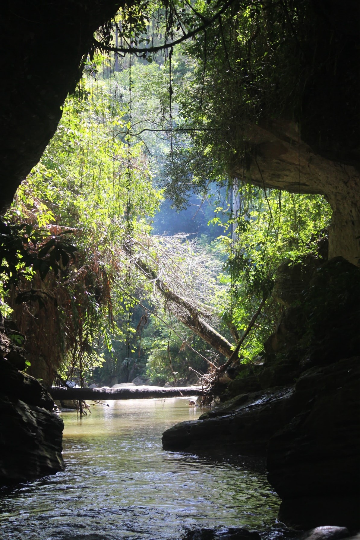 Peering out from inside a rocky gorge, water in the foreground and trees in the background