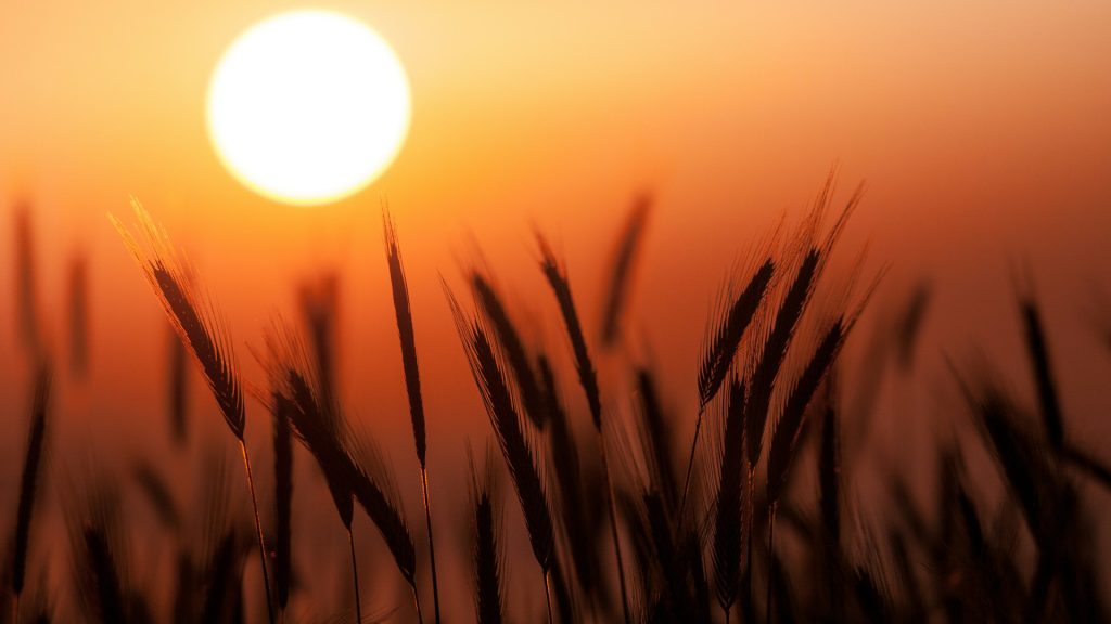 Grain in the setting sun