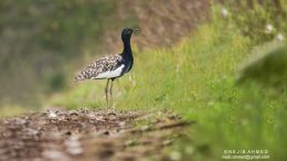 Species Spotlight: Bengal Floricans, Nearing Their Last Dance?