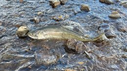 A fish navigates between rocks in a river, its body mostly out of the water