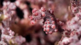 A pink seahorse is camouflaged within pink coral