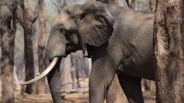 An elephants with large tusks walks among leafless trees.