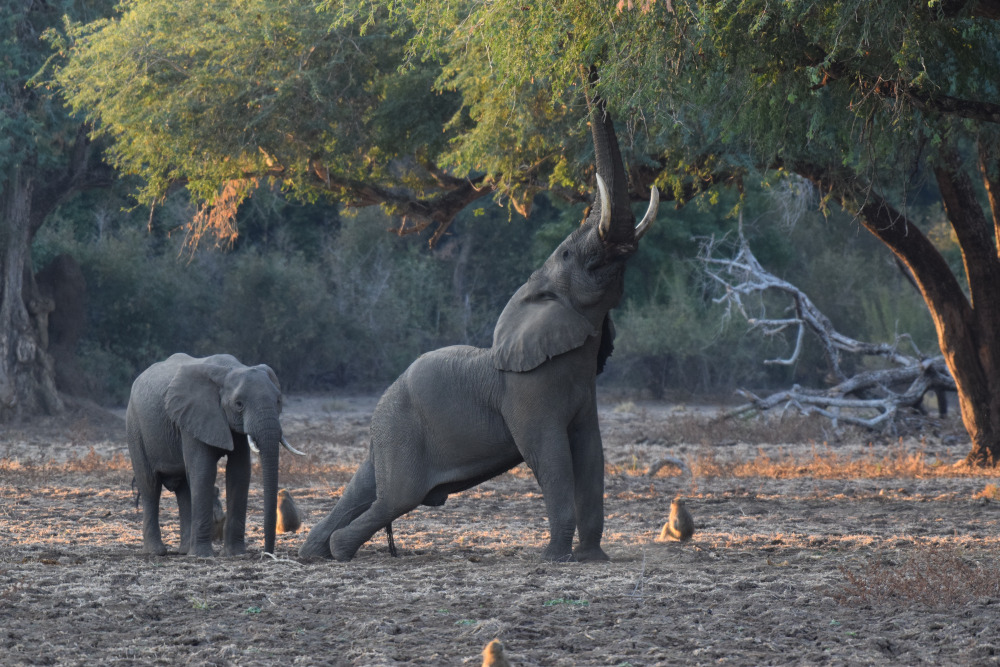 Two elephants stand under a large tree, while the one on the right stretches its trunk up high to eat the leaves.