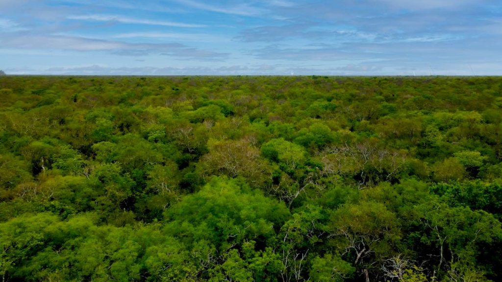 Trees as far as the eye can see