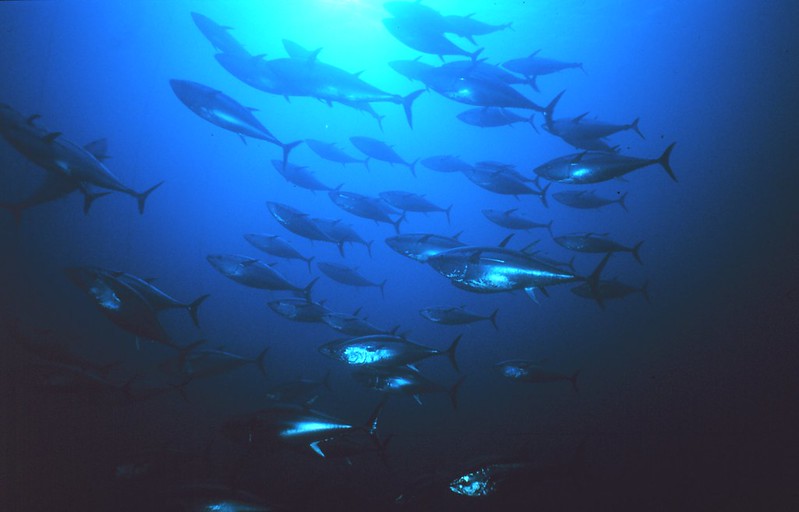 Dozens of silvery fish underwater