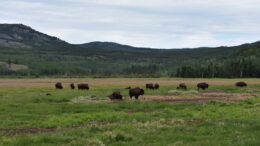 A herd of wood bison at the Yukon Wildlife Preserve.