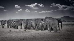 A line of elephants stands in front of a camera