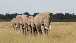 Four elephants lined up on a grassy expanse, with a treeline behind them