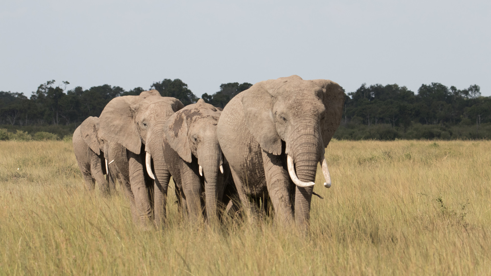 Four elephants lined up on a grassy expanse, with a treeline behind them