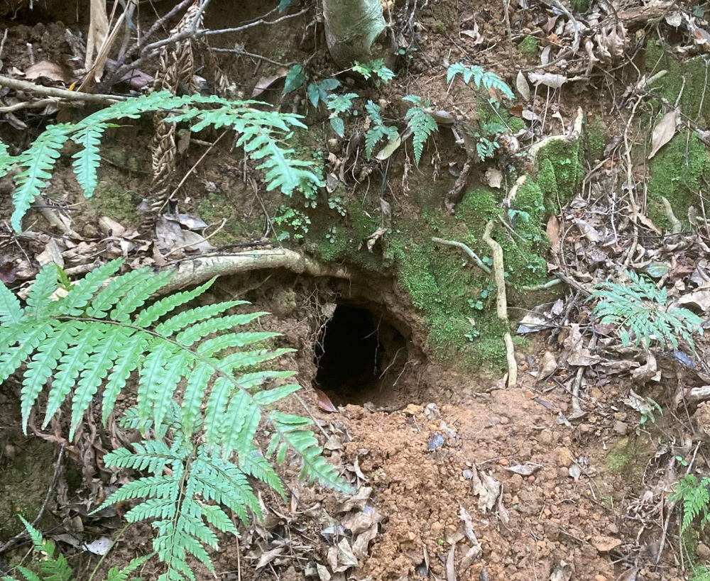 A dark hole in the ground, surrounded by plants of various types