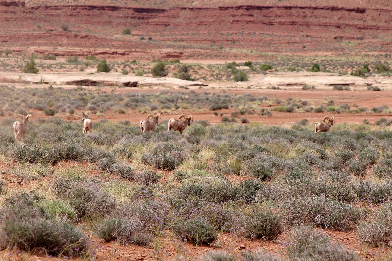 Several bighorn sheep from a distance in a desert ecosystem