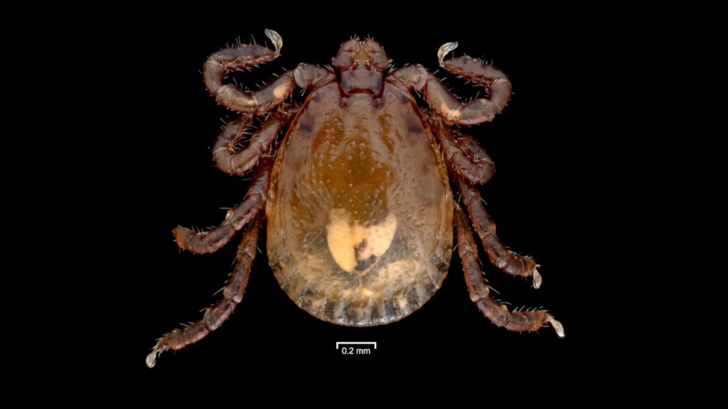 An extreme closeup of a gold, red and gray tick against a black background