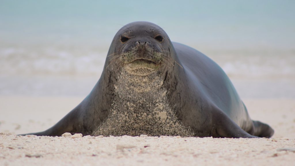 A seal stares straight into the camera on a sandy beach