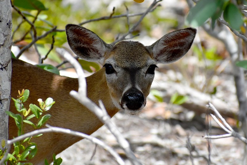 A wary deer looks out between vegetation