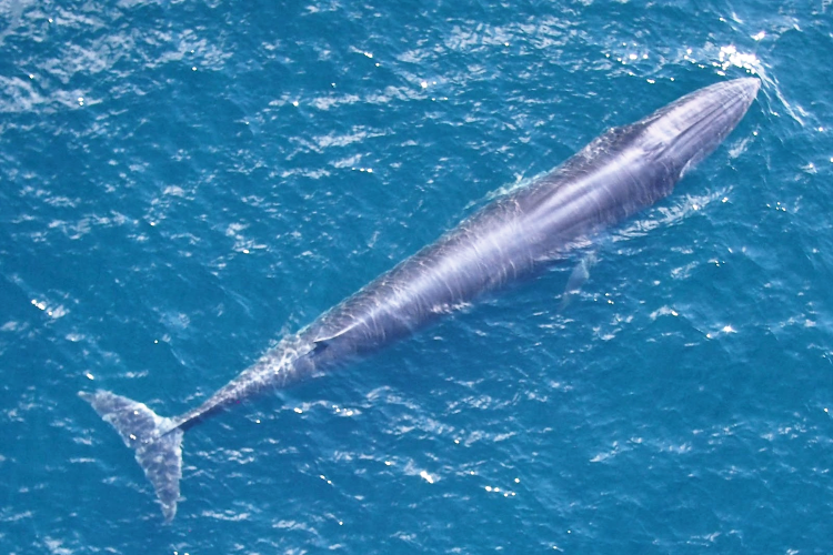 A large, thin whale seen from above, in a sea of blue water