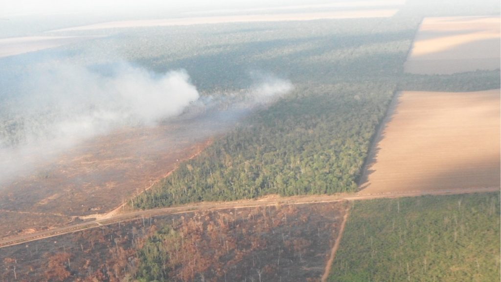 Patches of forest surrounded by roads, cleared areas, and areas being burned