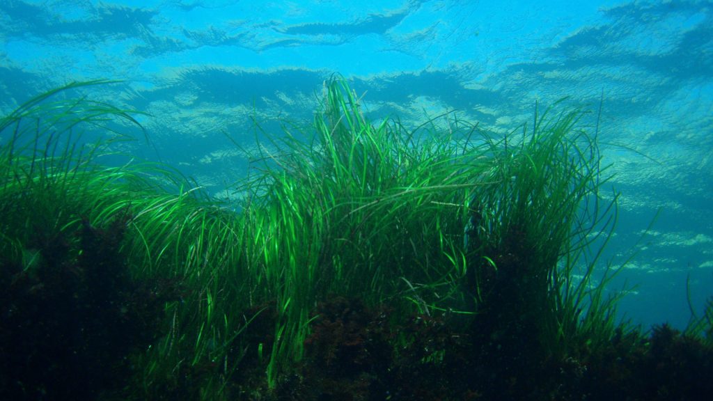 From tiny seeds come big results: replanting seagrass meadows that help fish, protect coastlines, and absorb climate-heating carbon dioxide.