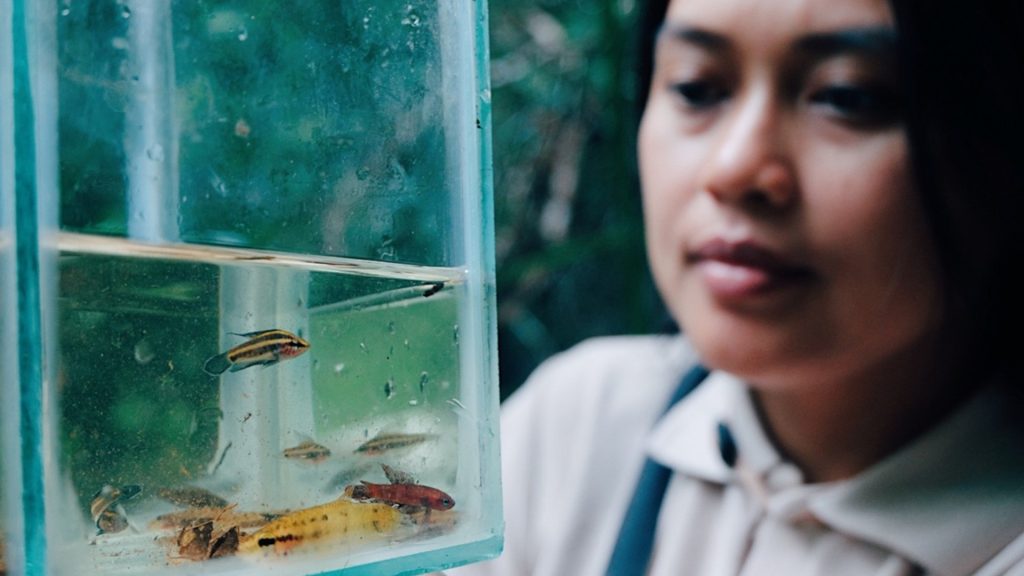 A woman looks into a glass tank holding several small, brightly colored fish