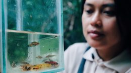 A woman looks into a glass tank holding several small, brightly colored fish