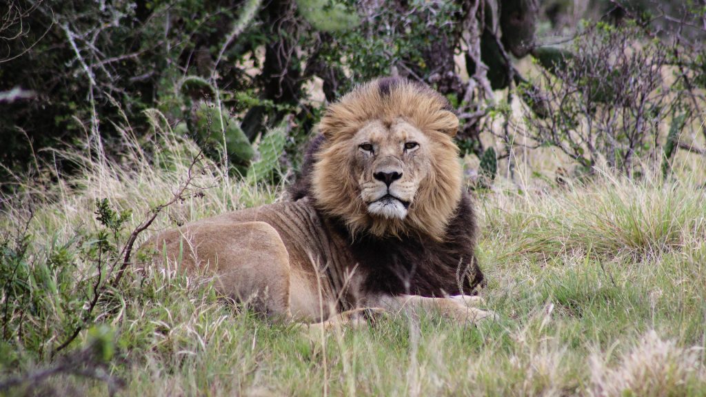 Tens of thousands of wild animals, from spring hares to rhinos, died in the name of sport and entertainment in 2023.