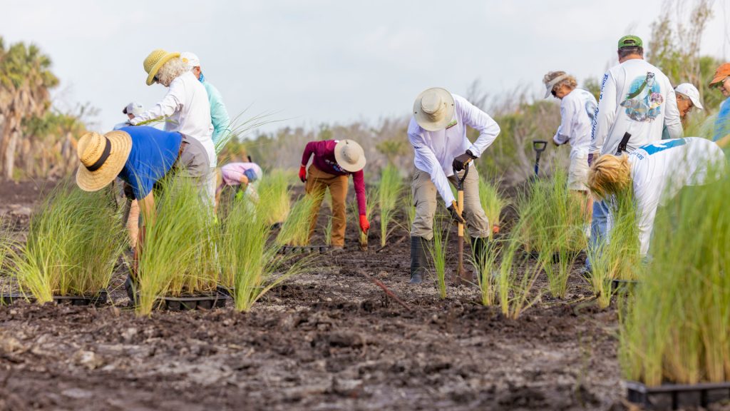 Hurricanes and alterations to natural hydrology have hammered Florida’s mangroves, but they can be restored.