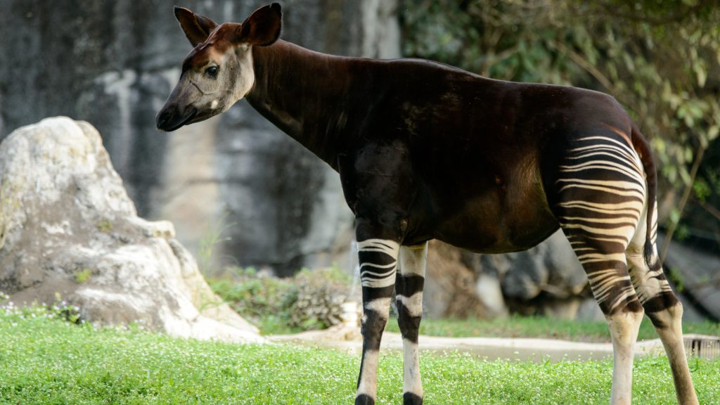 In 2012 a militia murdered two rangers, other officials, and 14 animals at the Okapi Conservation Center. This year brought an important update.