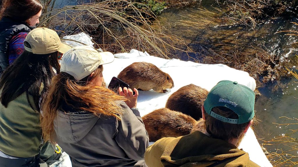 Volunteers turned out in force to welcome beavers back to degraded mountain meadows.