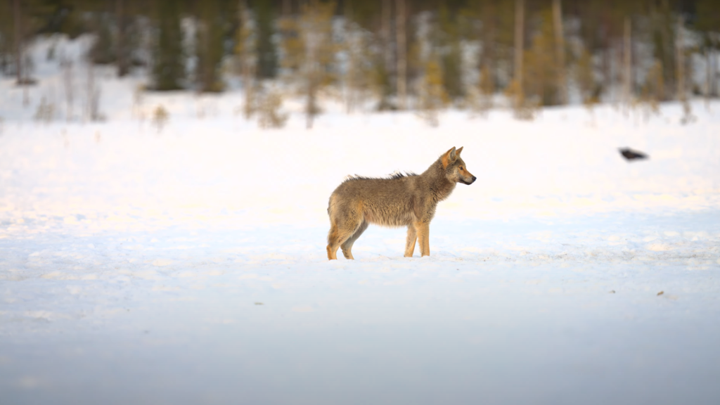 Wolf conservation in the European Union has become a political issue instead of a scientific and environmental one, leading to ineffective policymaking.