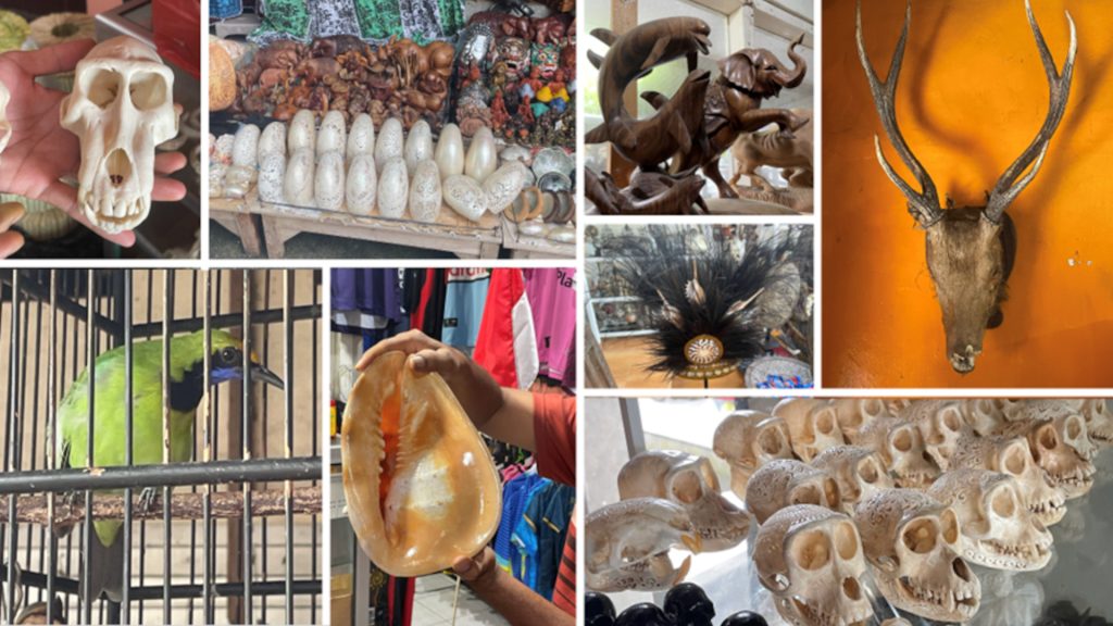 A montage of images of wildlife products including skulls and a live bird