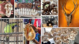 A montage of images of wildlife products including skulls and a live bird