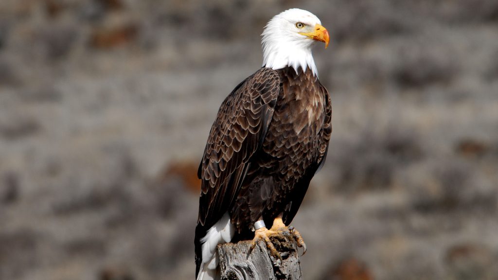 Experts say there’s “no substitute” for the Bird Banding Laboratory or the Breeding Bird Survey, which help reveal the health and status of avian populations across the country.